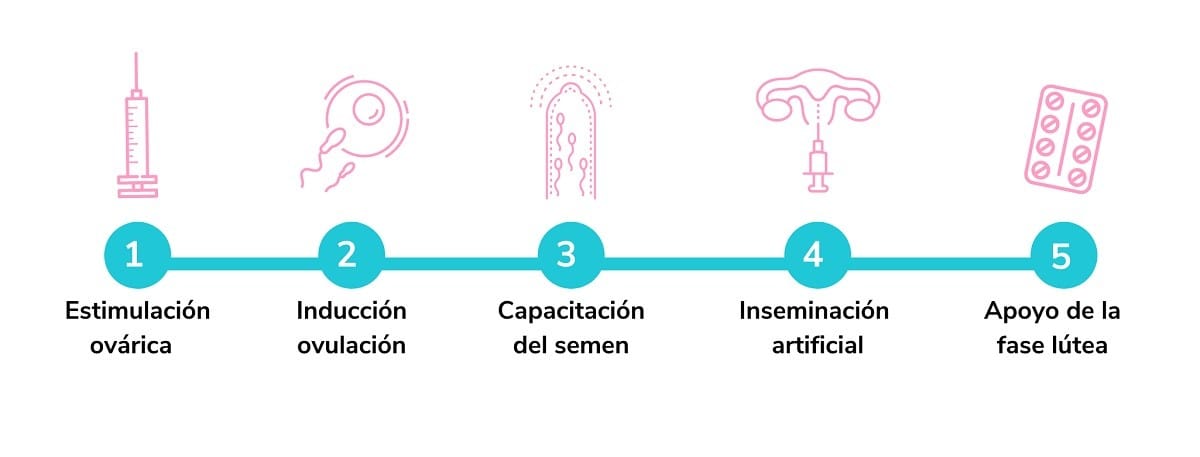 inseminacion artificial pasos ia